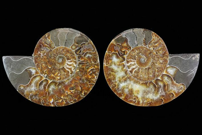 Cut & Polished Ammonite Fossil - Agatized #78578